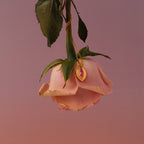 A pink rose hangs upside down with the Ribbed Pink Tourmaline Pendant Necklace, featuring a ribbed gold chain and pink gemstone pendant, draped over its stem.