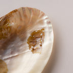 The Isha Pearl Drop Earrings in 18K Gold are shown on an open iridescent seashell against a neutral background—delicate earrings that add elegance to any outfit.